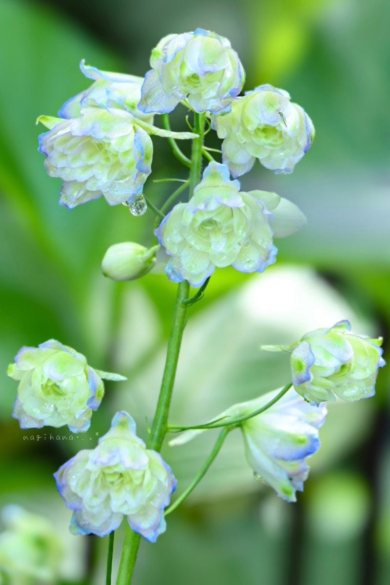 凪花.•.✿ (@nagiseasunsun) / X