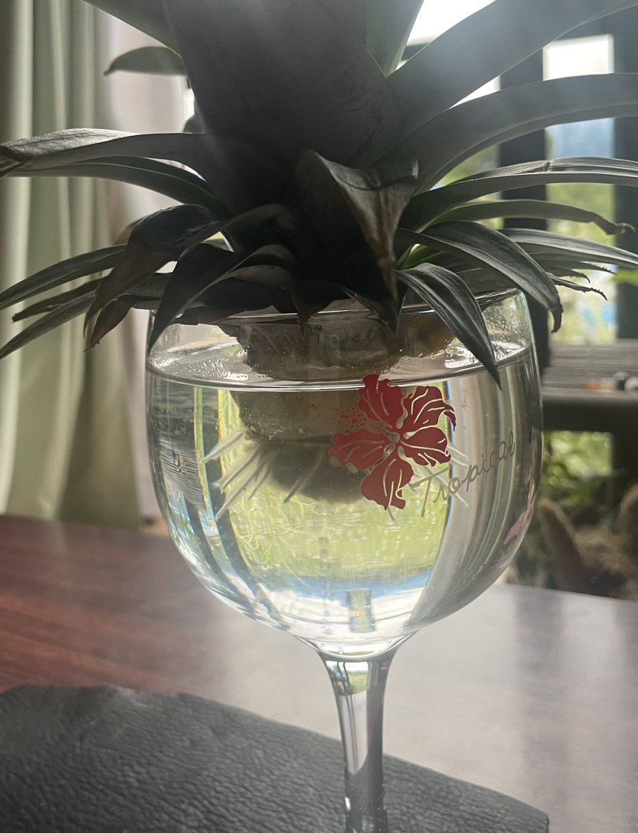 jun798's tweet photo. 会社の友人がお取り寄せしたというとうもろこし🌽
おすそ分けして頂き昨夜食べた。
ピーターコーン&amp;フルーツコーンという品種
素晴らしい甘みと張り、ジューシーさ、一級品です。
昔は茹でたり蒸したりだったけど、今はレンチンで簡単👍
今朝の沖縄パイナップルも根っこ出てきたー

沖縄パイナップル https://t.co/x7BlFySux3