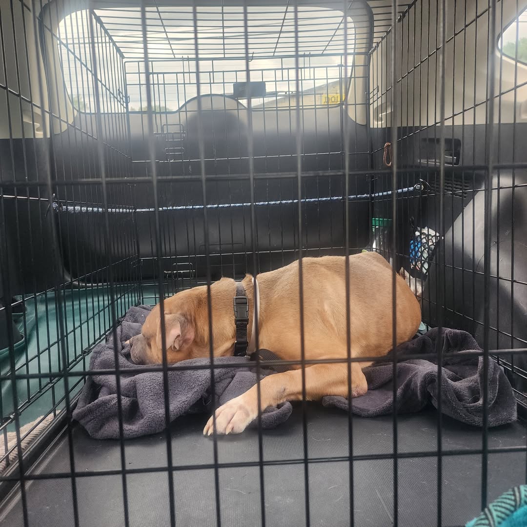 PoundHoundsResQ's tweet photo. Freedom for two of our dogs.

First off, Louie Du Lac.  This is a three year old stray Frenchie that was found in with really bad skin issues.  Someone thought it would be a good idea just to let him go instead of getting veterinary care.

Secondly we have Edward.  Edward went to the NYCACC under really sad circumstances.  His owner died and left three dogs, Edward being one of them.  Since Edward was guarding his now deceased owner, the police darted him so everyone was safe.

His life was in danger and we're so happy we were able to save him.

We do not know the status of the other dogs and there was no mention that they were bonded.