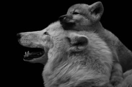 AmUmbria's tweet photo. Plight of wolves of Wisconsin.  Ban hounding. Save wolves of Wisconsin.  They are listed on ESA this should not happen, USFWS needs to take a step to protect the Wisconsin wolves.  Criminal to let this go on. 
https://t.co/5coy7wayqm https://t.co/D4QM8ULy7q