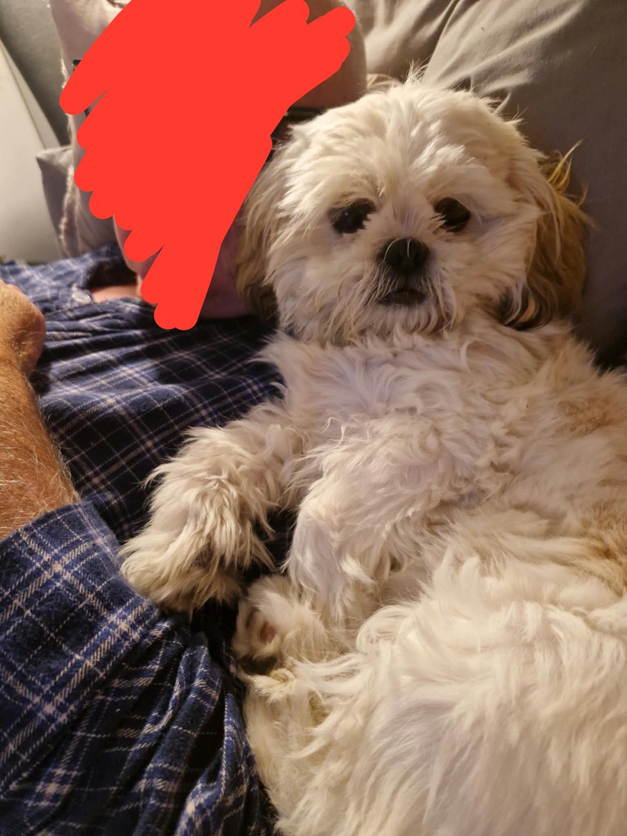 Leilreadshorror's tweet photo. Me mam's just sent me this of Dottie, she's obsessed with my dad! He's 6'5 tall and he looks absolutely ridiculous when he's out walking a shih Tzu puppy but he doesn't care🤣🤣 https://t.co/doEUDCjUEJ