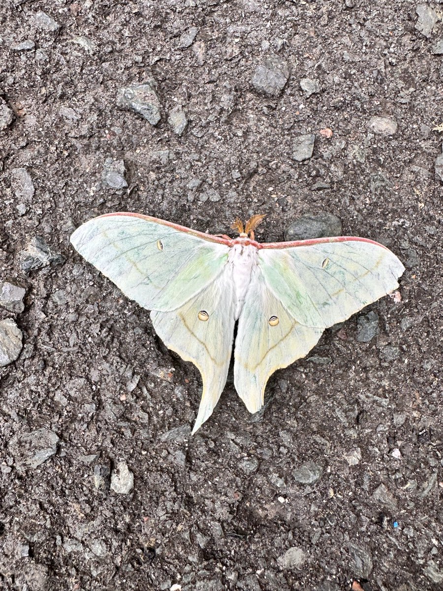 rachov11's tweet photo. なんと二日続けて珍しい生き物シリーズです♪
#オオミズアオ はその神秘的で美しい姿や出会える機会の少なさから、「幸運を呼ぶ蛾」や「幸運の前兆」と呼ばれ、しかも成虫になると口がなく、わずか1週間ほどしか生きられないため、その姿を見ること自体がとても貴重です。皆さんに幸運のお裾分け。 https://t.co/X4UjFWag8k