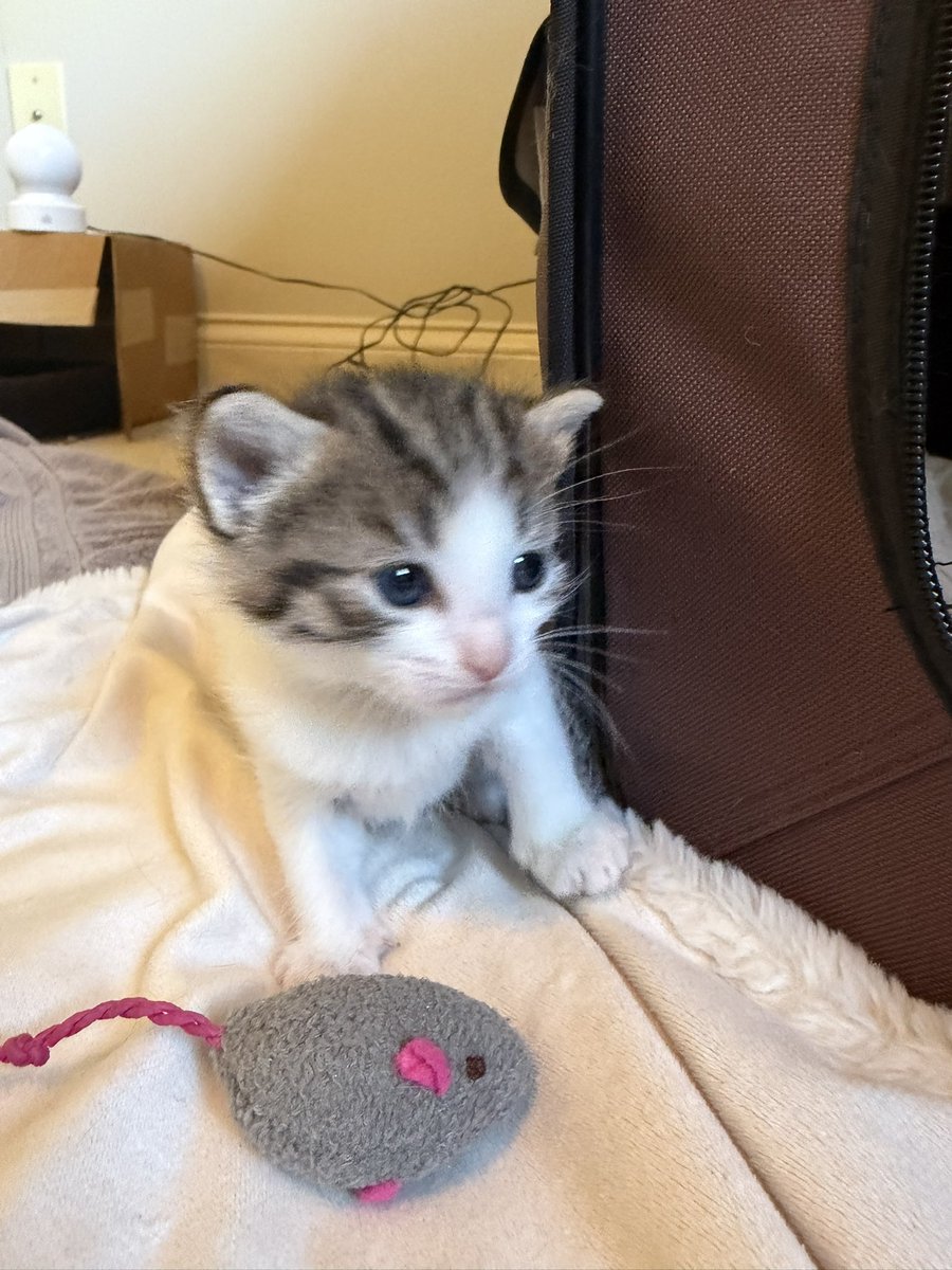 raniskef's tweet photo. @miraatwt Kittens https://t.co/WZ7xirAWYO