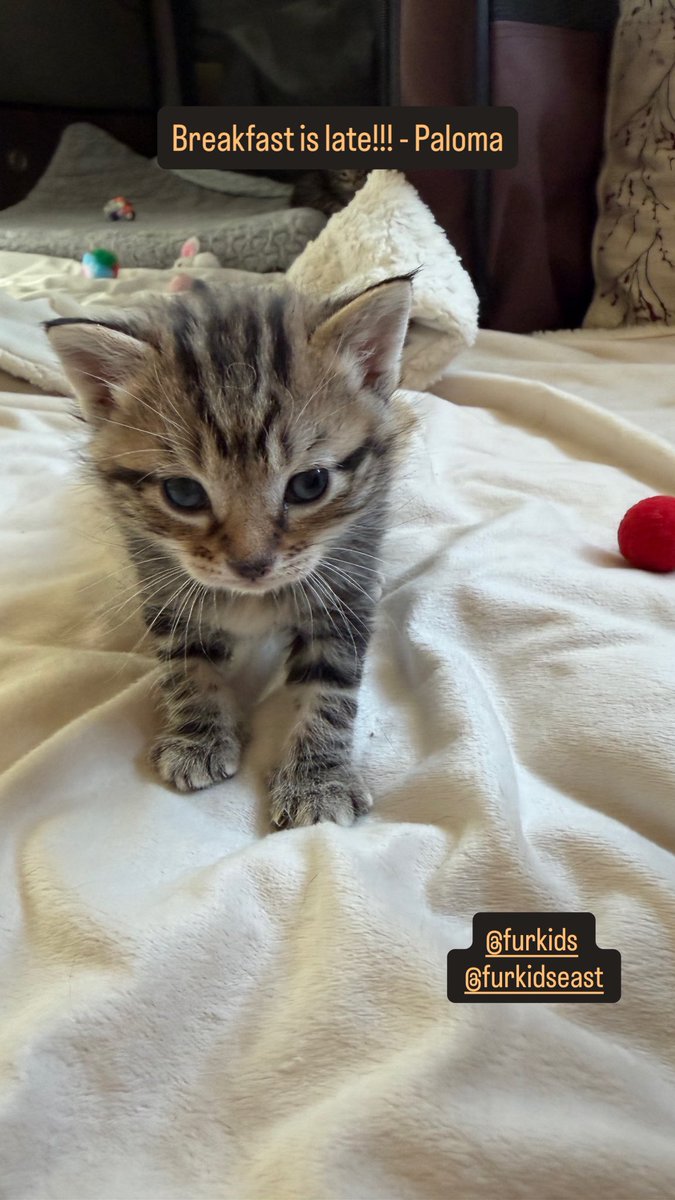 raniskef's tweet photo. @miraatwt Kittens https://t.co/WZ7xirAWYO