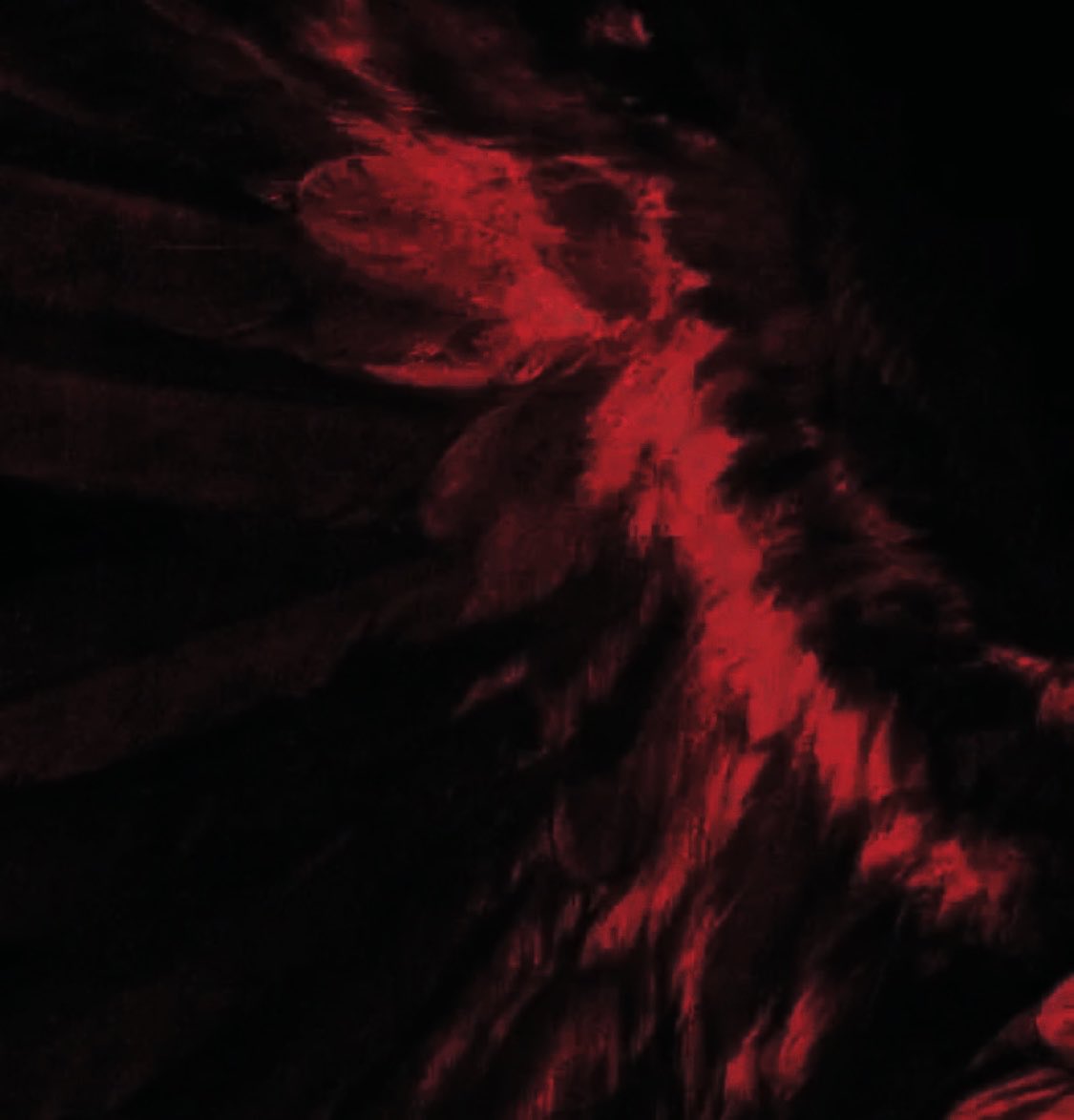 WINGEDHER0's tweet photo. ┗━━⊱ ❝  𝑰 𝑾𝑨𝑵𝑵𝑨 𝑭𝑳𝒀 𝑭𝑹𝑬𝑬. 
𝑨 𝑪𝑨𝑮𝑬 𝑰𝑺𝑵‘𝑻 𝑾𝑯𝑬𝑹𝑬 𝑰 𝑩𝑬𝑳𝑶𝑵𝑮.  ❞ https://t.co/FDBTro19Gu