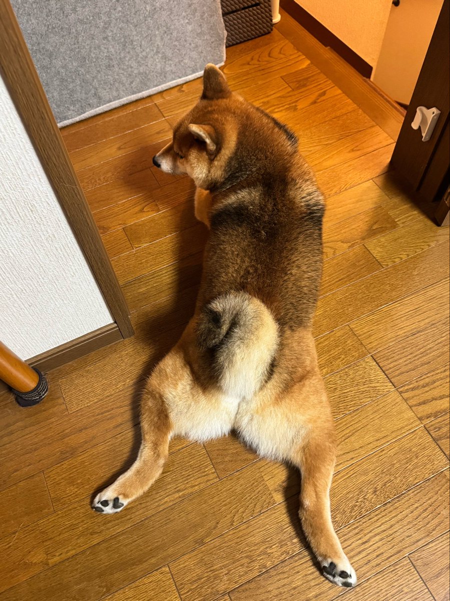 hajisan0525's tweet photo. くまちゃーーん

はーい 🐻‍✨️ https://t.co/ibrNRdNg9M