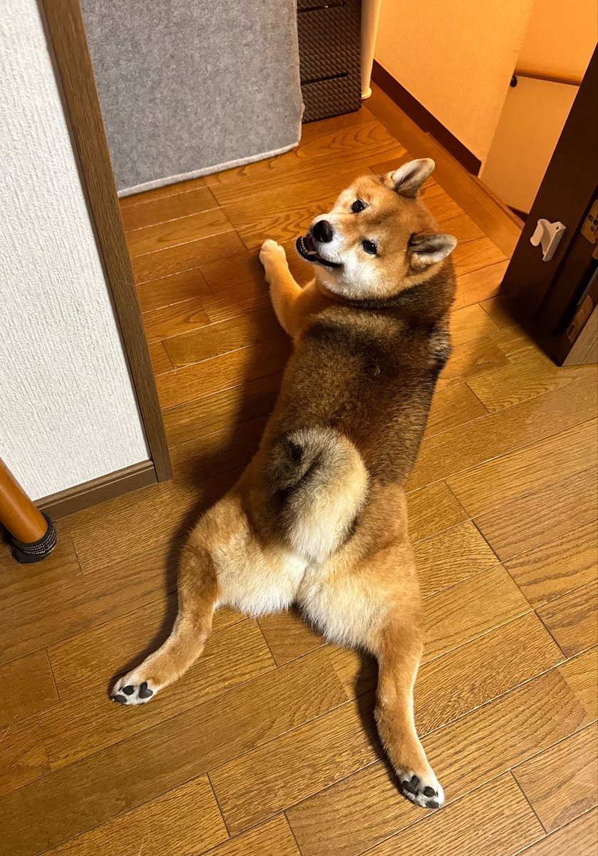 hajisan0525's tweet photo. くまちゃーーん

はーい 🐻‍✨️ https://t.co/ibrNRdNg9M