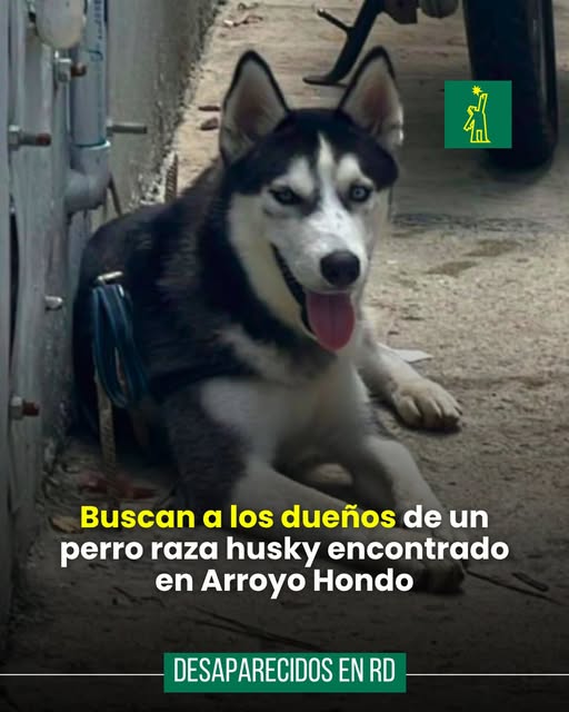 DiarioLibre's tweet photo. 📷 | #ServicioPúblicoDL | Un perro de raza Husky Siberiano permanece desde el pasado martes 25 de agosto en el destacamento de la Policía Nacional de Arroyo Hondo, en el Distrito Nacional, a la espera de que sus dueños lo reclamen.

La dotación policial está ubicada en la calle H5, en el sector Arroyo Hondo. Las autoridades hacen un llamado a la ciudadanía para ayudar a localizar a la familia del canino y facilitar su regreso a casa.

Si reconoce al perro o conoce a sus propietarios, puede comunicarse o acudir al destacamento.

📷 Foto: Suministrada

#DiarioLibre #ActualidadDL #Desaparecidos #ArroyoHondo #DistritoNacional