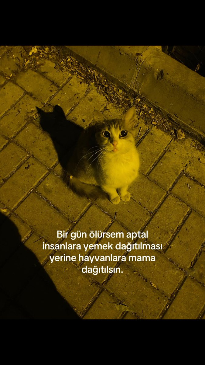 rrabiatt's tweet photo. Vasiyetimdir. 
#YavruKediİçinAdalet #SessizCanlarınSesiOl #HayvanKatliamınaDurDe #HayvanaŞiddetSuçtur https://t.co/nsEGHrfEVw