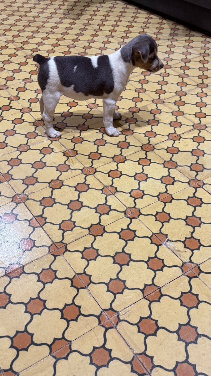 giotdec's tweet photo. A pancinha🤏🏻🤏🏻 https://t.co/4PHxupCsLu