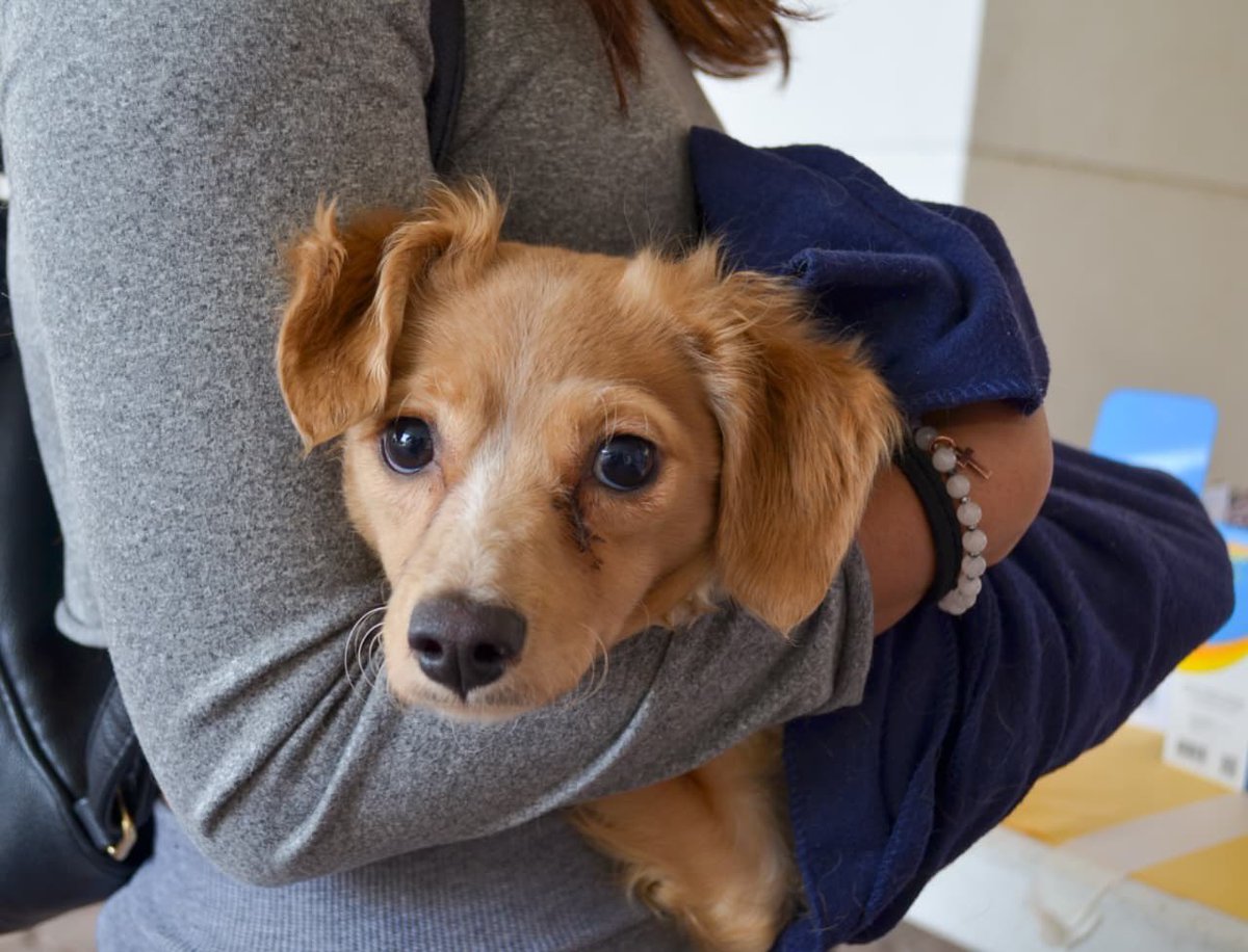 SaludEdomex's tweet photo. 📰 #ComunicadoSalud | Realiza Gobierno de Delfina Gómez 300 esterilizaciones de michis y lomitos en la Zona Oriente
✅ Con la Mega Jornada de Esterilización Canina y Felina 2026 se estima evitar el nacimiento de más de 10 mil perros…
📌Más detalles: https://t.co/GeVEcAsm6M https://t.co/jNsdasCZER