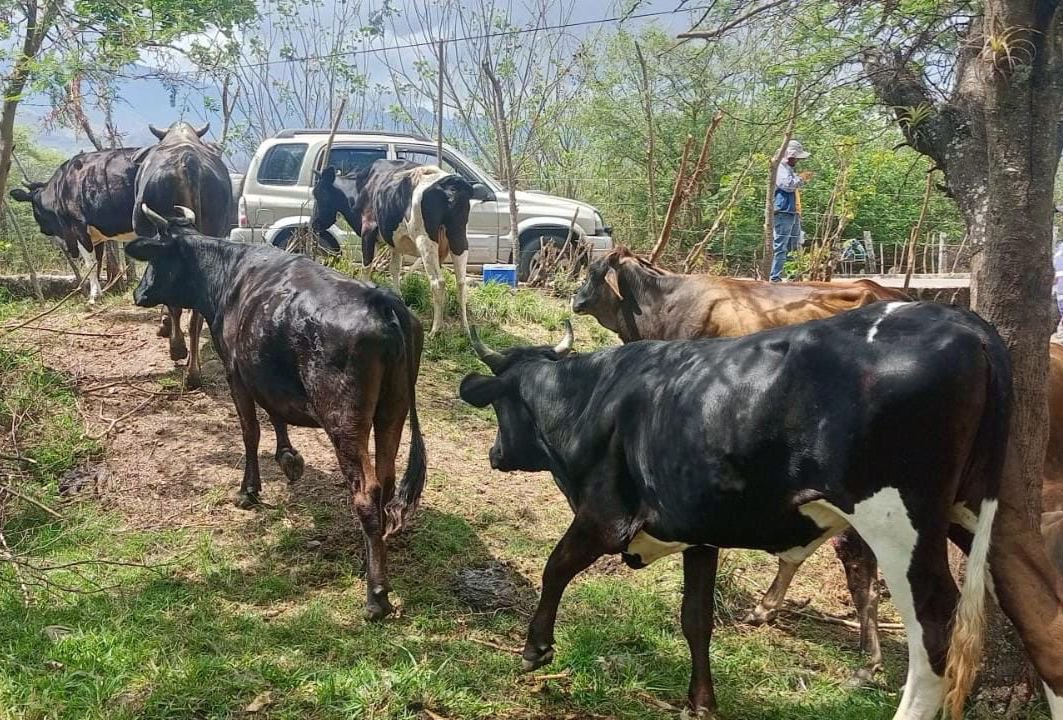 AgrocalidadZ7's tweet photo. 🐮 | #SanidadAnimal

Realizamos vacunación contra la rabia bovina en la parroquia El Lucero, cantón Calvas, para fortalecer la prevención sanitaria, proteger la salud animal y la producción pecuaria.

#ProtegemosElAgroEcuatoriano💪🏽 https://t.co/xJMtsG3s2A