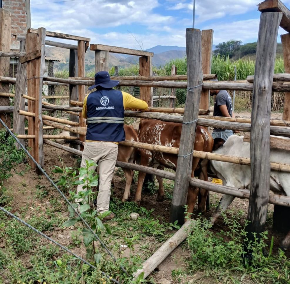 AgrocalidadZ7's tweet photo. 🐮 | #SanidadAnimal

Realizamos vacunación contra la rabia bovina en la parroquia El Lucero, cantón Calvas, para fortalecer la prevención sanitaria, proteger la salud animal y la producción pecuaria.

#ProtegemosElAgroEcuatoriano💪🏽 https://t.co/xJMtsG3s2A