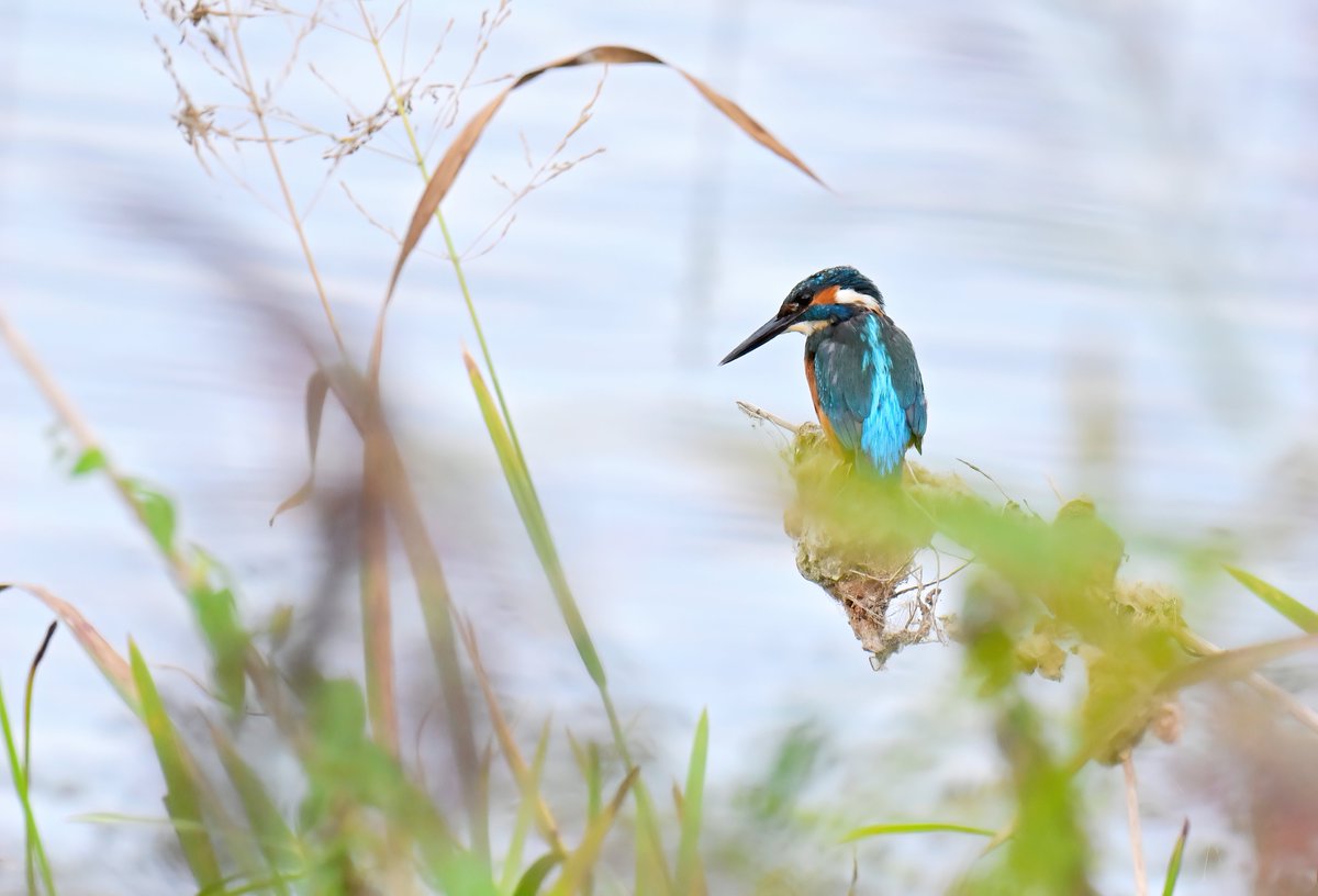CarlBovisNature's tweet photo. Kingfisher by the lake. 😍
 Taken last week at RSPB Ham Wall in Somerset. 😊🐦 https://t.co/sMkXVjEC3a