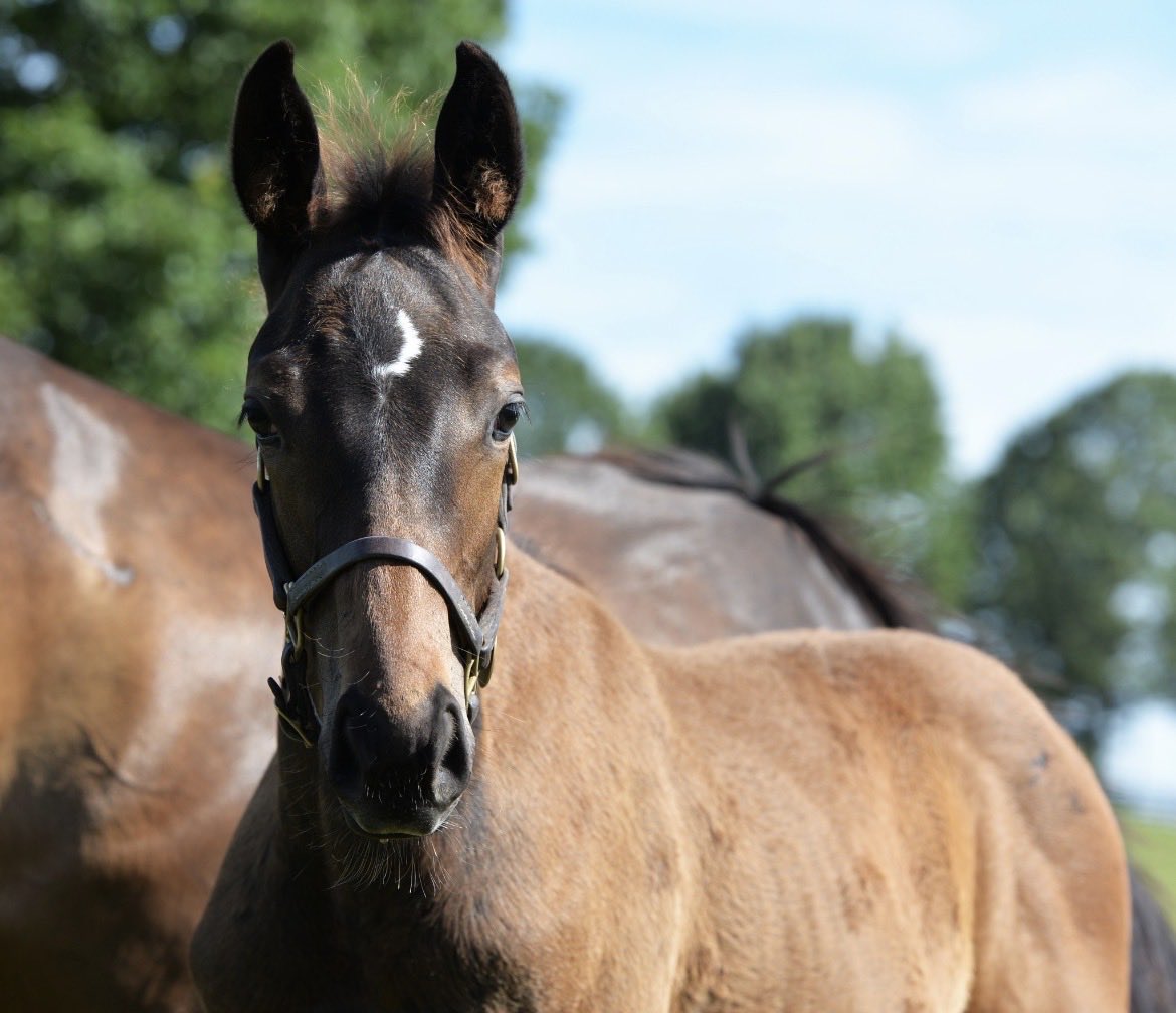 StonestreetFarm's tweet photo. What a finish at Saratoga! ๐ฅ #bredandraised KUPUNA (Hard Spun x Hanalei Moon) digs in to take the $200,000 Bernard Baruch Stakes. ๐
Congratulations to Flying P Stable, @NormCasse, @RSantana_Jr and all the connections! https://t.co/7mRKewZ7kQ