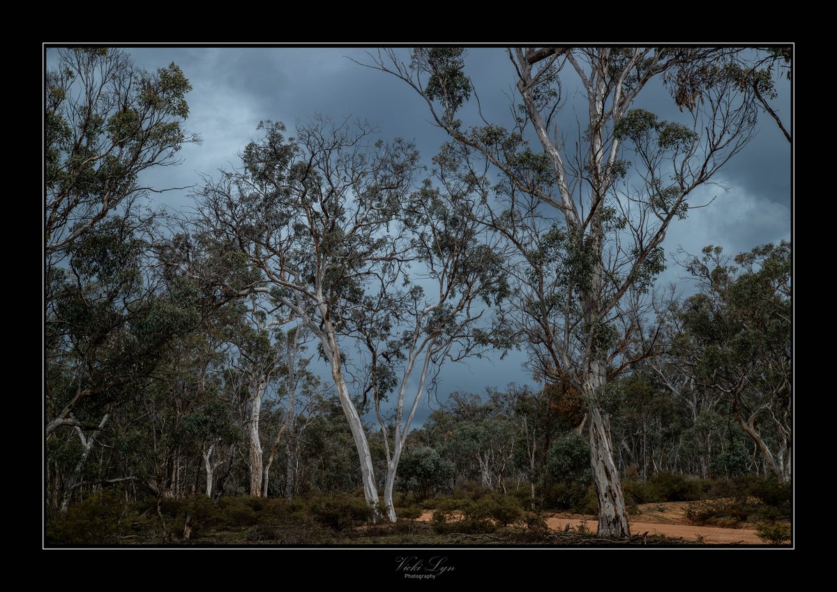 RamazKl's tweet photo. Storm rolling into Dryandra Woodlands yesterday afternoon. https://t.co/qrfPKEtiV5