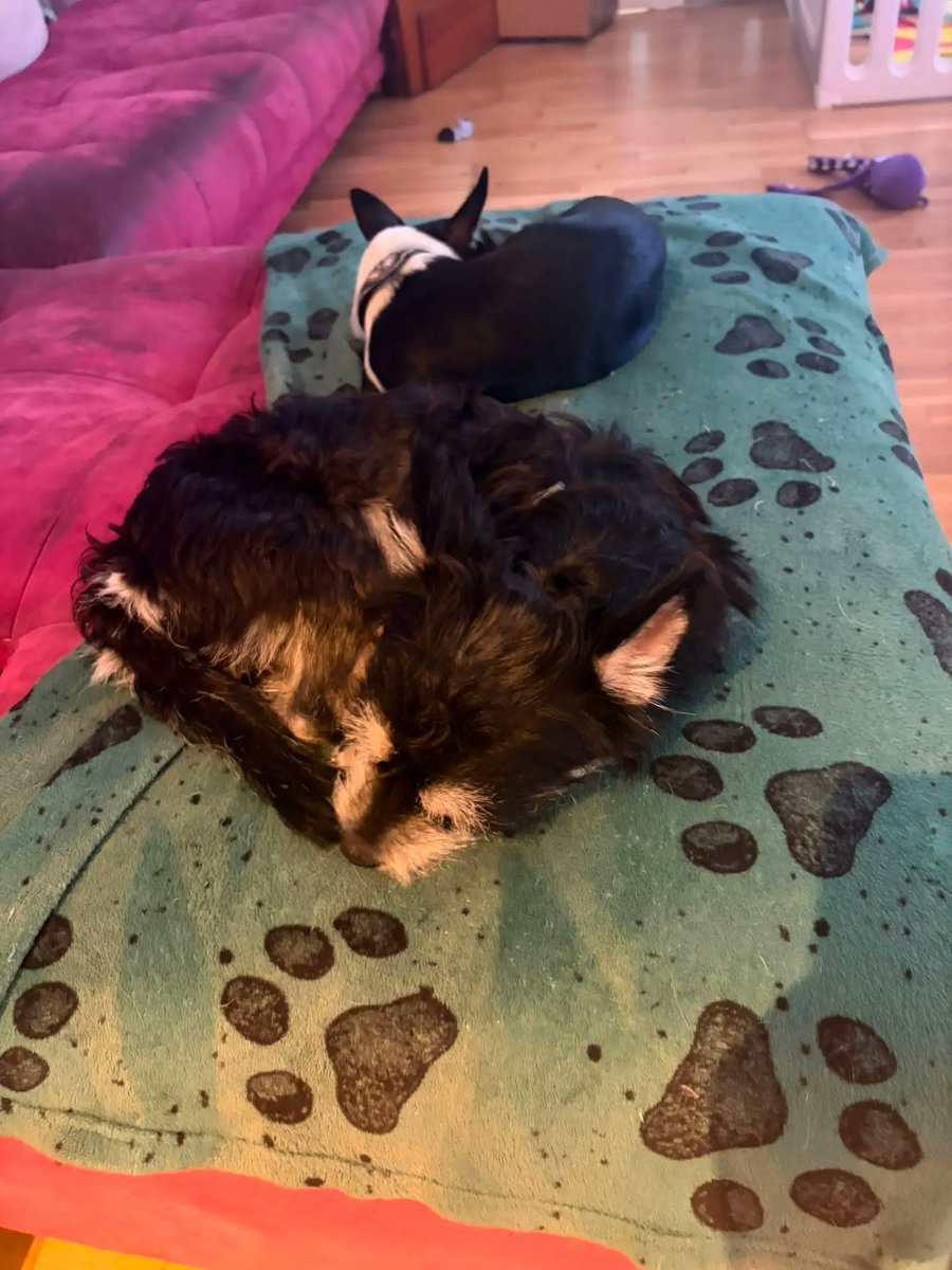 DefneUlas's tweet photo. Spiky et Zoé ont été adoptés par leur famille d’accueil. Nous leur souhaitons encore de nombreux et merveilleux moments de bonheur. https://t.co/PB7GrIyEFz