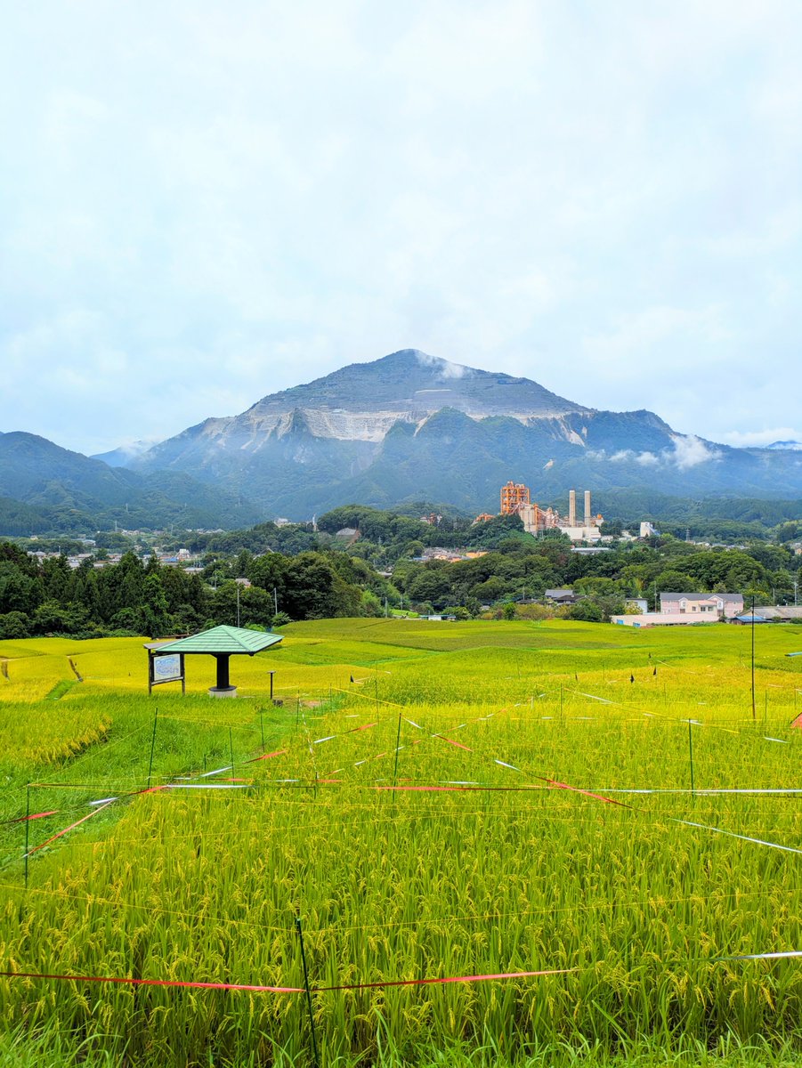 perix50minimoto's tweet photo. 【彼岸花咲き始めました🌱】

横瀬町の寺坂棚田🌾⛰️✨

見頃はもう少し先ですが、黄金色に色づき始めた稲穂と、彼岸花の共演は今だけ💕

よこぜまちほいくしょの洗濯物が…⁉️
おいしいお米ができますように🌾💕🙏

#秩父 #横瀬町 #観光 ​#寺坂棚田 #彼岸花 #まつり #里山 #リフレッシュ #日本の風景 https://t.co/7thHE2tsa9