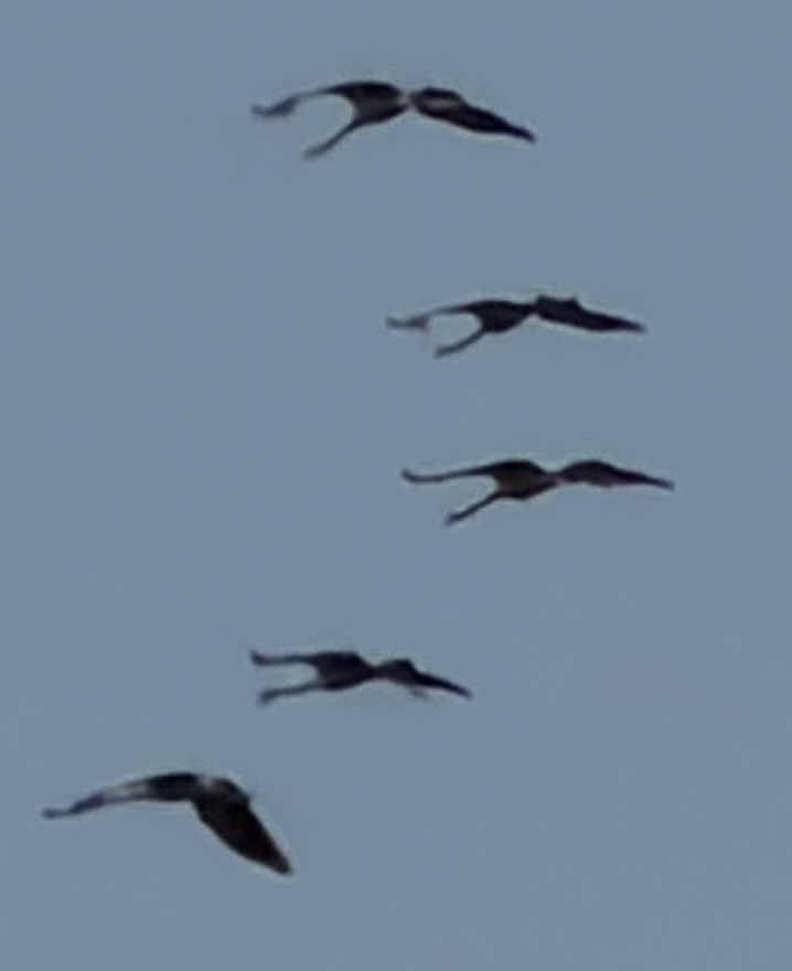 chandoor's tweet photo. #sign of winter #birds migration from Siberia to Asia #Koonj #Crane #migrate from central Eurasia to the Indian subcontinent (including Pakistan and India) https://t.co/hMngt2SCxK