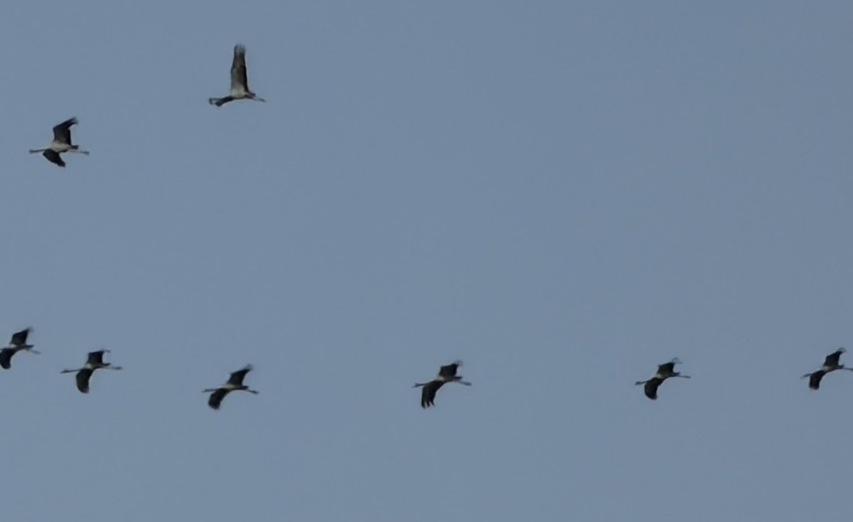 chandoor's tweet photo. #sign of winter #birds migration from Siberia to Asia #Koonj #Crane #migrate from central Eurasia to the Indian subcontinent (including Pakistan and India) https://t.co/hMngt2SCxK