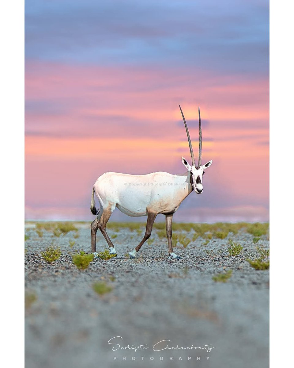 sudiptaimages's tweet photo. 🐅🦏🐘 NATIONAL WILDLIFE DAY | Celebrating the Wild 

#NationalWildlifeDay #WildlifeDay #WildlifePhotography #WildlifePhotographer #NaturePhotography #WildlifeConservation #ConservationPhotography #WildlifeLovers #NatureLovers #IndianWildlife #WildlifeIndia #Biodiversity https://t.co/5zMAgGNQ4I