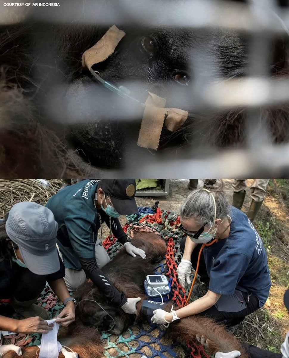 GusDikaOfficial's tweet photo. Nangis diaaa 😭😭
Ga kebayang waktu dikeluarin banyak sampah dari tenggorokannya.

Rest well Sampurna 🥀🥀
Aduin semua ke Tuhan ya 💔💔

Demi apapun lu semua jahat yg bakar tempat tinggal mereka yg voiceless, sungguh tabur tuai itu nyata! https://t.co/fbW8BtYpol