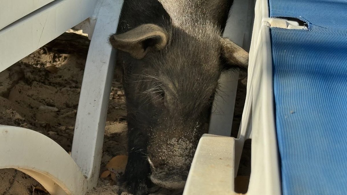 elifnalan1's tweet photo. Porto Marie op Curaçao: het strand van Willy, Woody en hun groeiende varkensfamilie. Ooit kwamen ze hier aanlopen, nu begroeten ze bezoekers op het strand. https://t.co/RO4UpvvJQZ