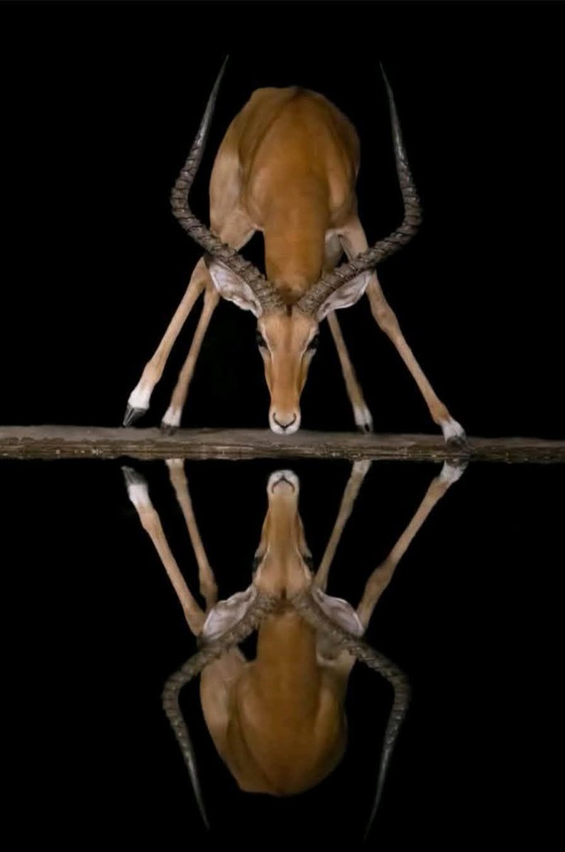MelinaDeweb2's tweet photo. if our symmetry is just a fractal mistake then i suppose the mirror is my only honest connection https://t.co/mtYVRFWOIA