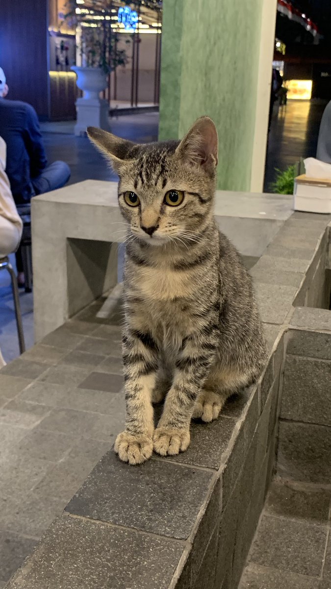 niroz_t's tweet photo. ini kucing blok m, namanya miko https://t.co/HZwBmy7uQA
