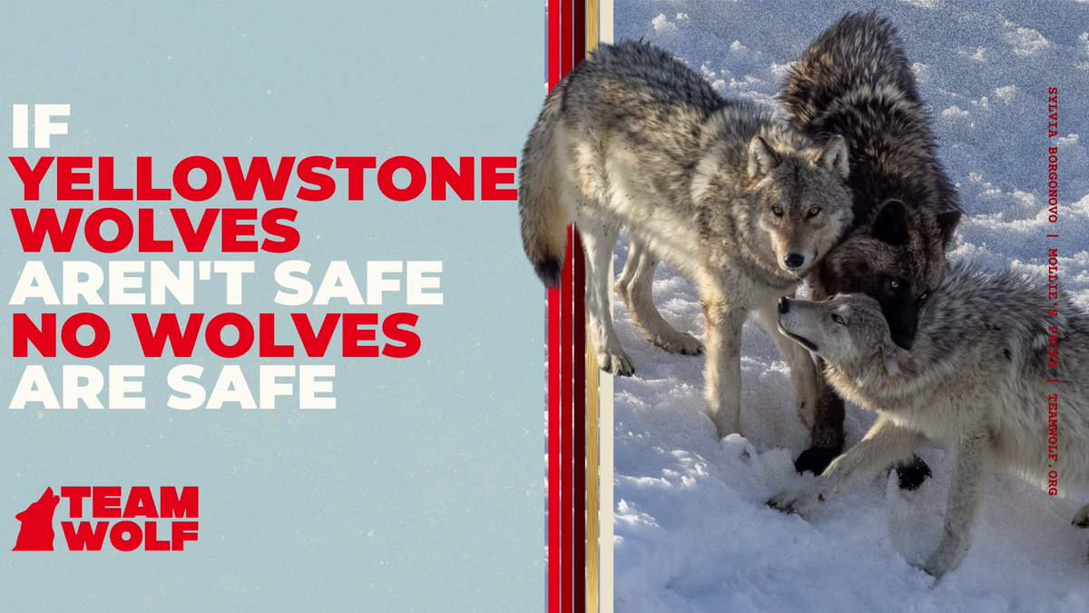 teamwolf_org tweet picture