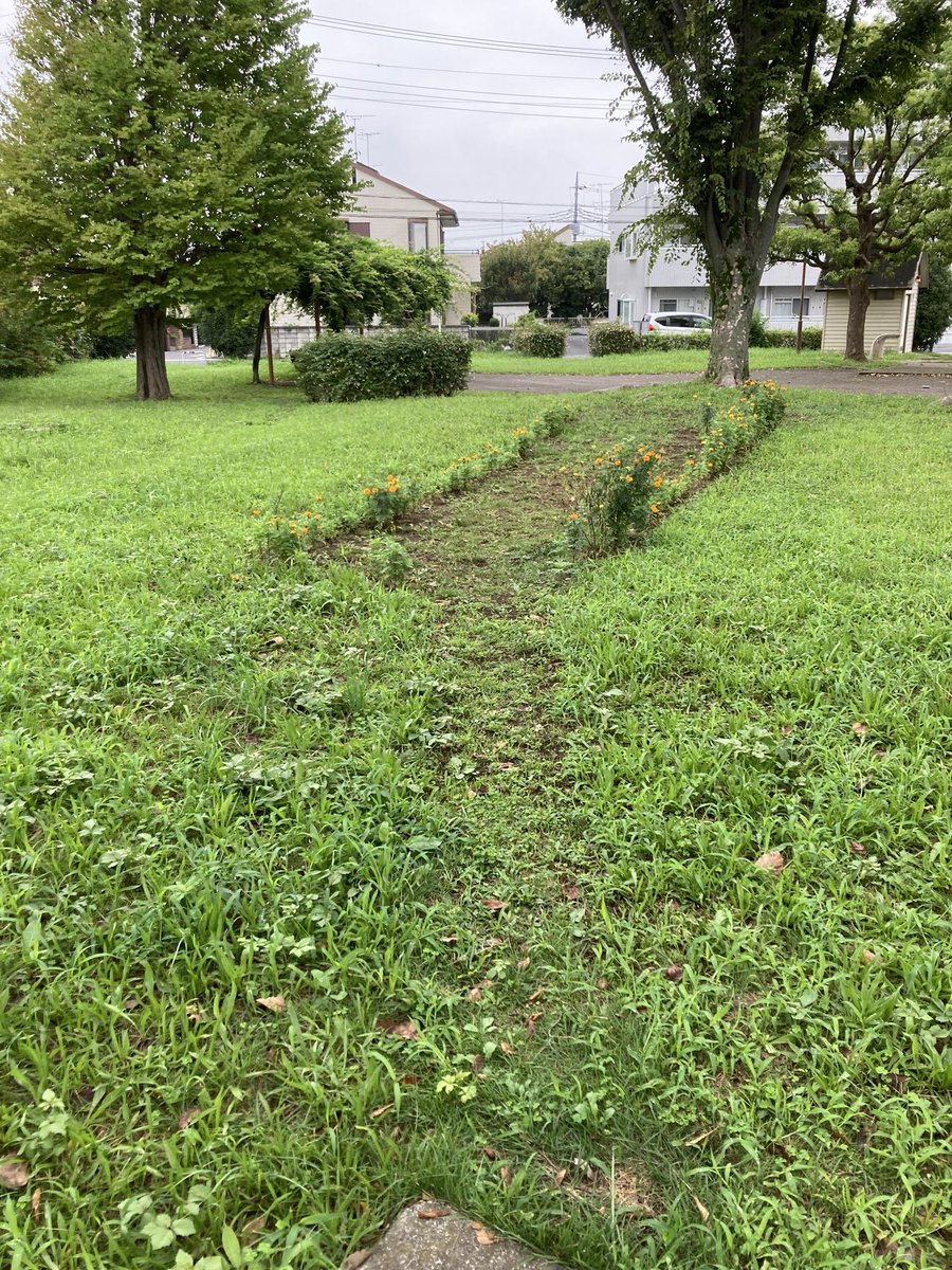 umasoann's tweet photo. 暑かった８月の週末にも公園の草むしりをしていました。
７月末に市がマリーゴールドを避けて草刈りを行ってましたが、雨が降るとすぐに雑草が生え、蚊に刺されながらの草むしりを繰り返していました。
#公園　#草むしり
#勝手にボランティア
#マリーゴールド
(７月末の草刈り直後)   (草むしり前後) https://t.co/0D4OhwDzNJ