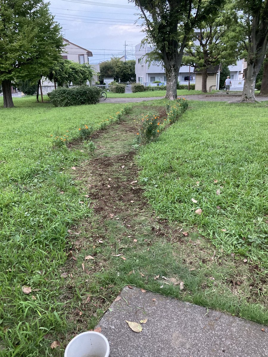 umasoann's tweet photo. 暑かった８月の週末にも公園の草むしりをしていました。
７月末に市がマリーゴールドを避けて草刈りを行ってましたが、雨が降るとすぐに雑草が生え、蚊に刺されながらの草むしりを繰り返していました。
#公園　#草むしり
#勝手にボランティア
#マリーゴールド
(７月末の草刈り直後)   (草むしり前後) https://t.co/0D4OhwDzNJ
