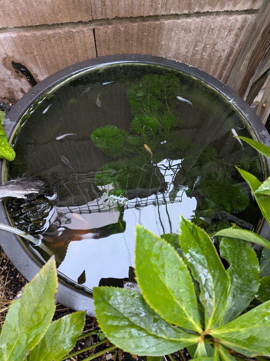 Hope78855466's tweet photo. メダカが卵を産んだので、分けてみた✨️🐟️✨️ https://t.co/wkNjumv6wC