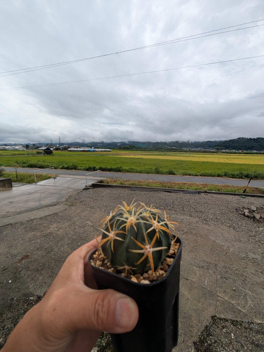 dozewtallflower's tweet photo. 曇天の南信州よりおはようございます🙋
いよいよ迫って来たグリホリ✨️

こういうの持ってっちゃうからね🔥

 #GREENHOLIC
 #熱いぜグリーンホリック https://t.co/edjrUUB5rj