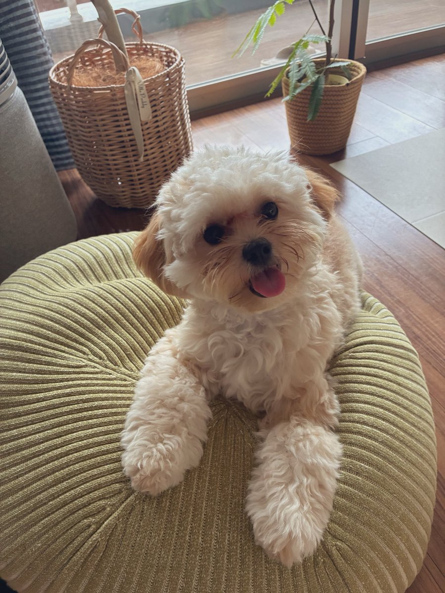 fika_1122's tweet photo. 今日も推しがかんわいいいいいい〜〜〜♡♡♡♡♡♡♡♡
#ペキプー #犬のいる幸せ https://t.co/DT4ytzkNnt
