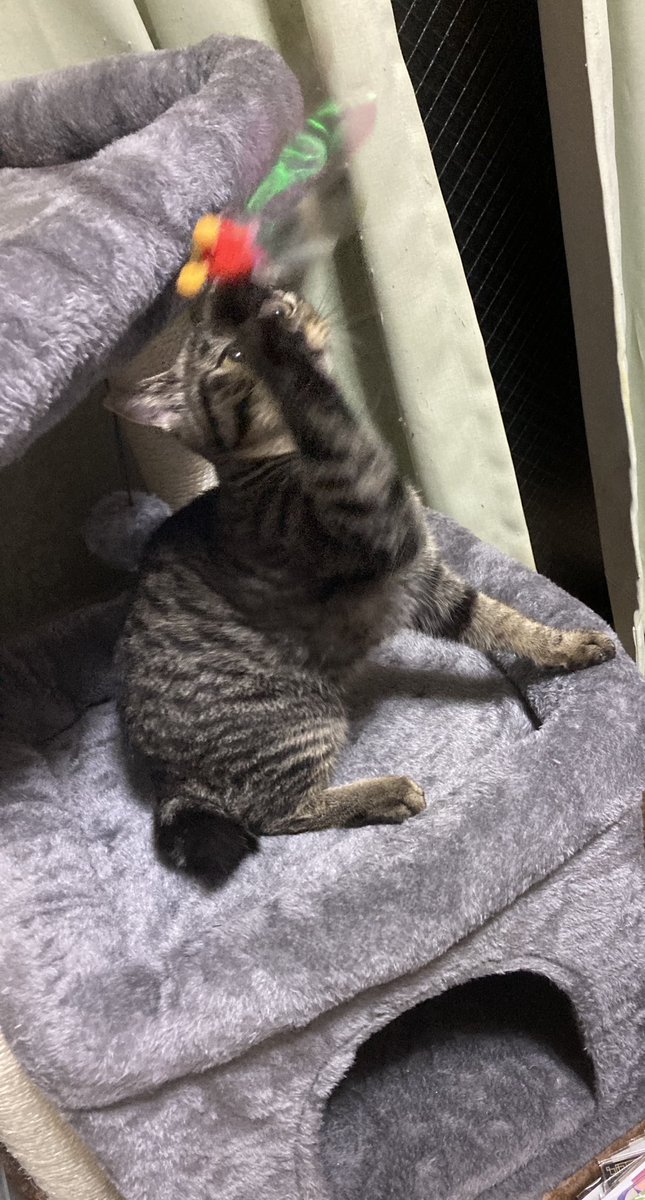 ranranmaru1226's tweet photo. めたんこビビりな琥珀様ですが、
おもちゃで釣るとすぐ出てきちゃう、可愛いお子ちゃま"(∩>ω<∩)"
お迎え6日目まだ触れず、ゆっくり仲良くなってきます😊 https://t.co/fMaChGIVl4