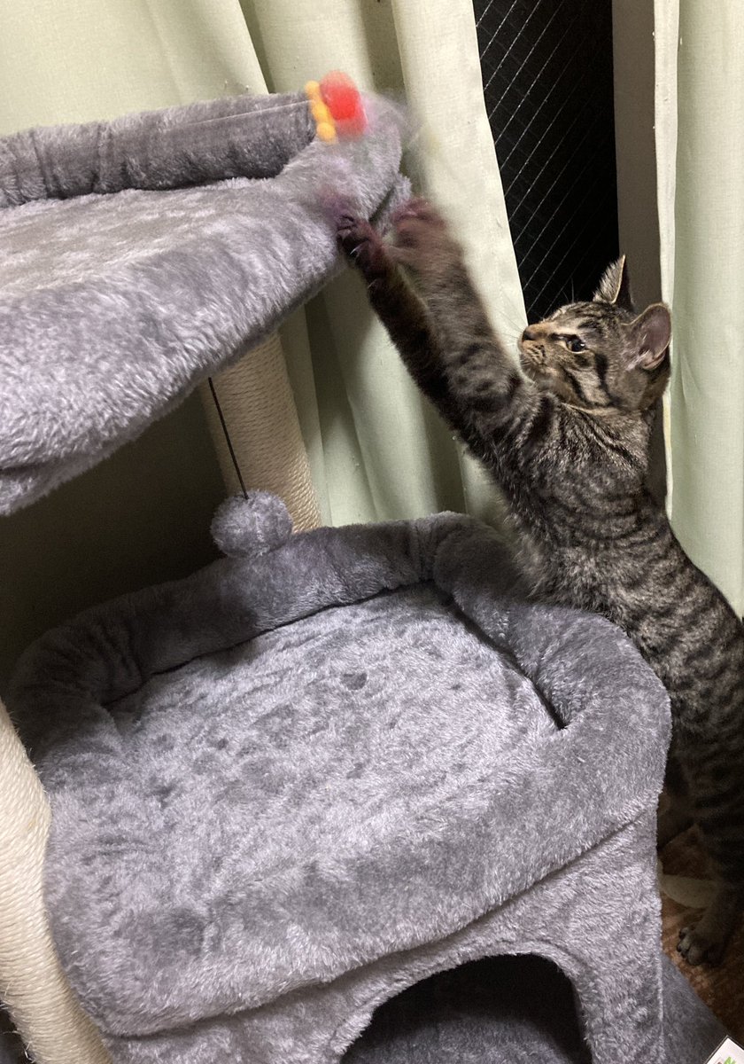 ranranmaru1226's tweet photo. めたんこビビりな琥珀様ですが、
おもちゃで釣るとすぐ出てきちゃう、可愛いお子ちゃま"(∩>ω<∩)"
お迎え6日目まだ触れず、ゆっくり仲良くなってきます😊 https://t.co/fMaChGIVl4