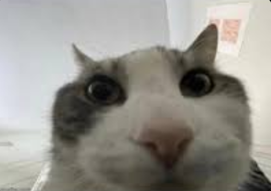 TheDarkEnjoyer's tweet photo. >Your face picture get immediately deleted after age verification
>look inside
>data breach that include your face 12 months later https://t.co/4adOv6PQzt