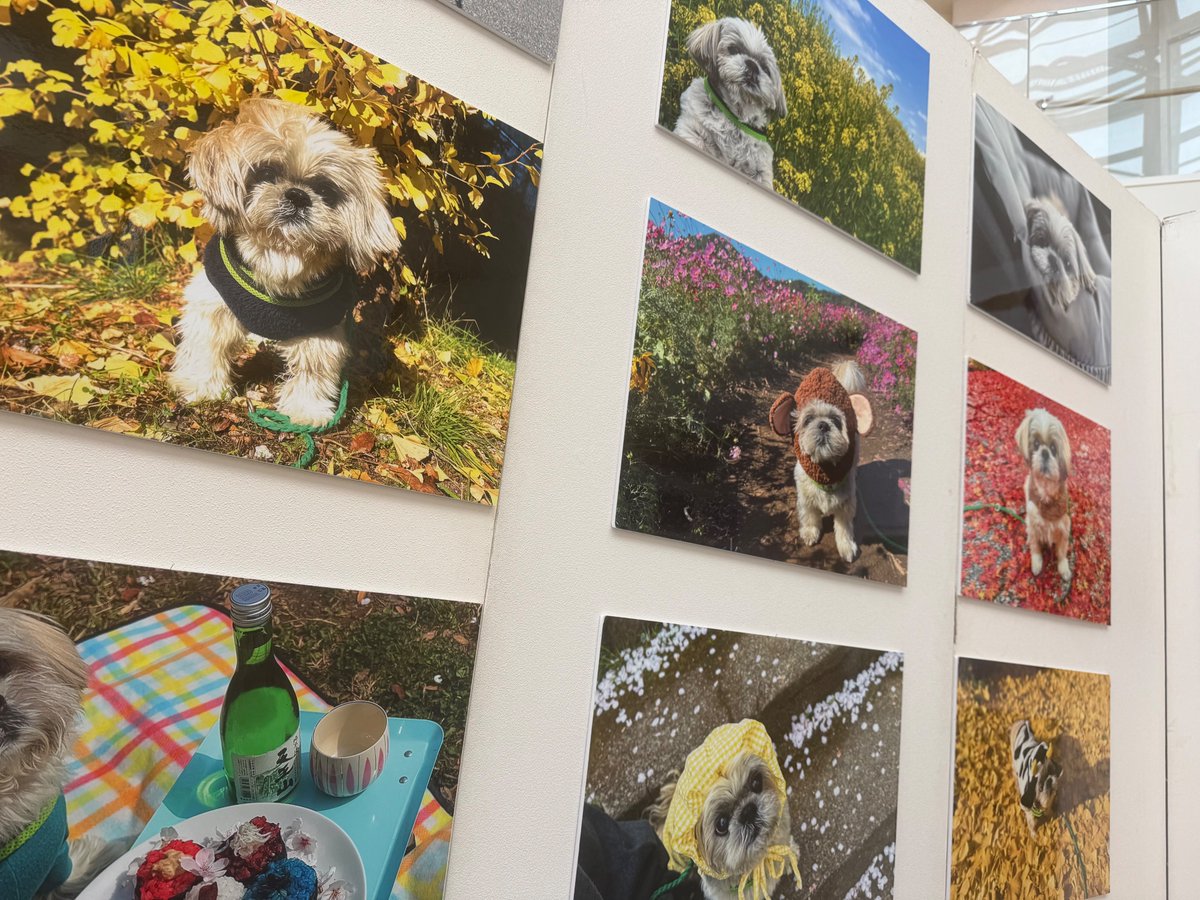 baconcoltd's tweet photo. 【開催中】
#鼻ぺちゃ展2026 in マルイファミリー溝口

明日からは、AUNによるスペシャルイベントを開催🐶����

鼻ぺちゃ好きには見逃せない、2日間限定の特別企画！

作品展示やグッズとあわせて、いつもとはひと味違った「鼻ぺちゃ展」をお楽しみください✨

明日からの2日間、ぜひ会場へ♪

📍マルイファミリー溝口 4階「溝ノ口テラス」
〜9/15(火)まで
📎 https://t.co/EMhERhTFvt

#犬イベント #犬グッズ #神奈川イベント