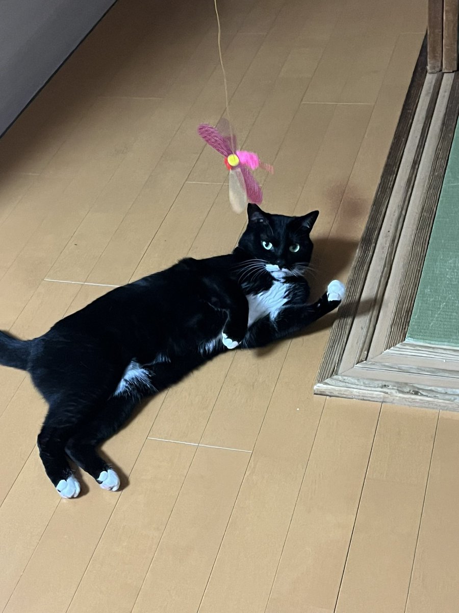Hideki55Suzuki's tweet photo. おはようございます
もう遊びは終わりますか
#cat
#猫 https://t.co/efhaisqljn