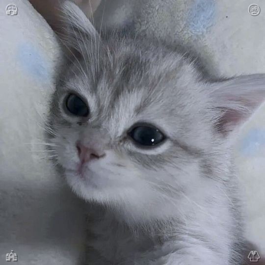 bonsexy's tweet photo. Listening to electronic beats while driving, sporting white-striped socks, and learning to accept life's organic imperfections rather than striving for impossible perfection. Those minor quirks are what set you apart and make you authentically human—embrace your whole self and https://t.co/ZOtNmg5sal