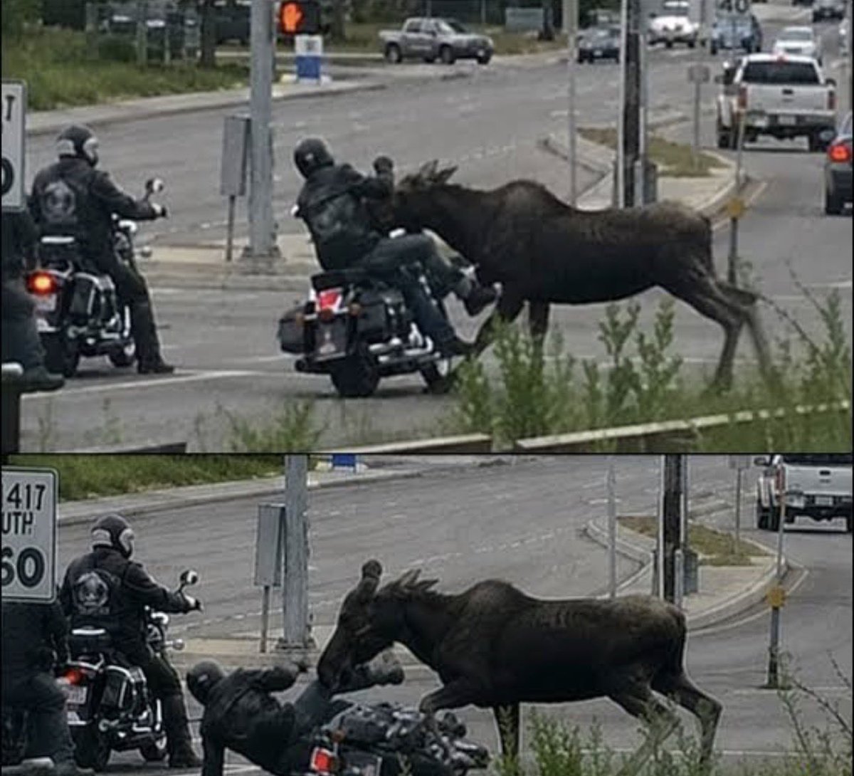 mooseincrisis's tweet photo. eating grass                kicking ass https://t.co/KewPxlGe0P