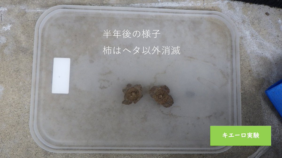 naracity_haitai's tweet photo. 【キエーロ実験】
    実験開始から半年になりました。
    バナナ消滅し、柿もヘタだけになりました。
    #奈良市　#ごみ減量　#キエーロ https://t.co/NmRfv907y9