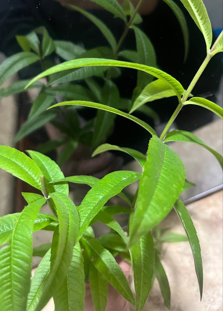 aryamni's tweet photo. Siempre pídanle permiso a sus plantitas cuando les toque arrancar de sus ramitas 🌱 #Cedron https://t.co/abc7zJLVWP