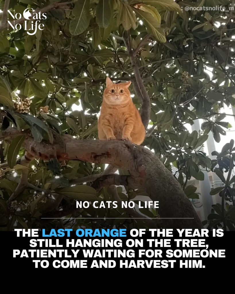 NoCatsNoLife_m tweet picture