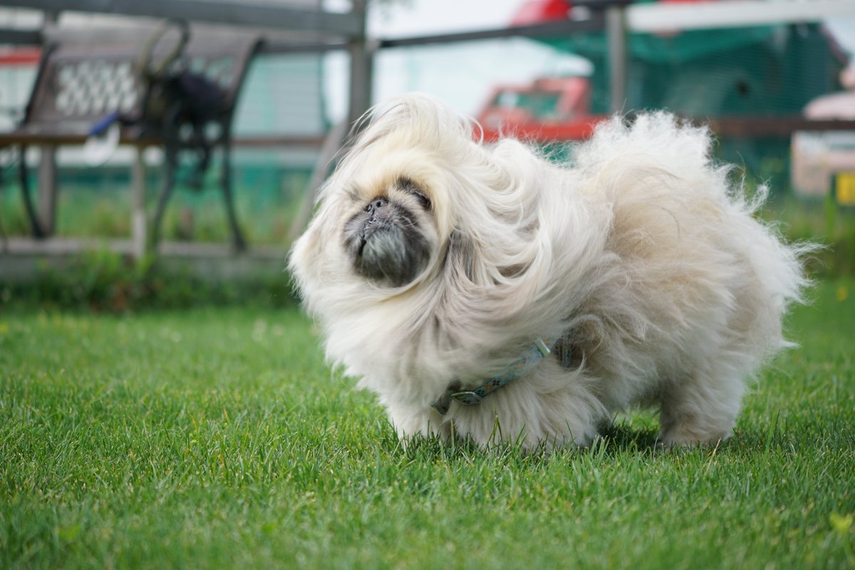 pekimemo's tweet photo. 久し振り #ペキタイフーン
#ペキドリル #ペキニーズ #pekingese https://t.co/m5ot5hyAoG
