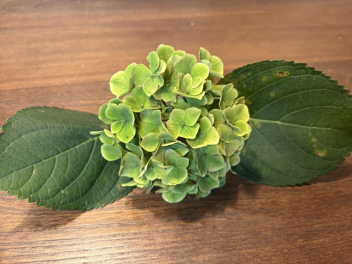 NERORI70's tweet photo. 朝犬散歩公園にて
紫陽花が剪定完了しているのを発見！
我が家の紫陽花ちゃんも慌てて剪定。
来年の準備が整いました。今年は２つしか咲かなかったので来年に期待！ https://t.co/lce16jBsiO