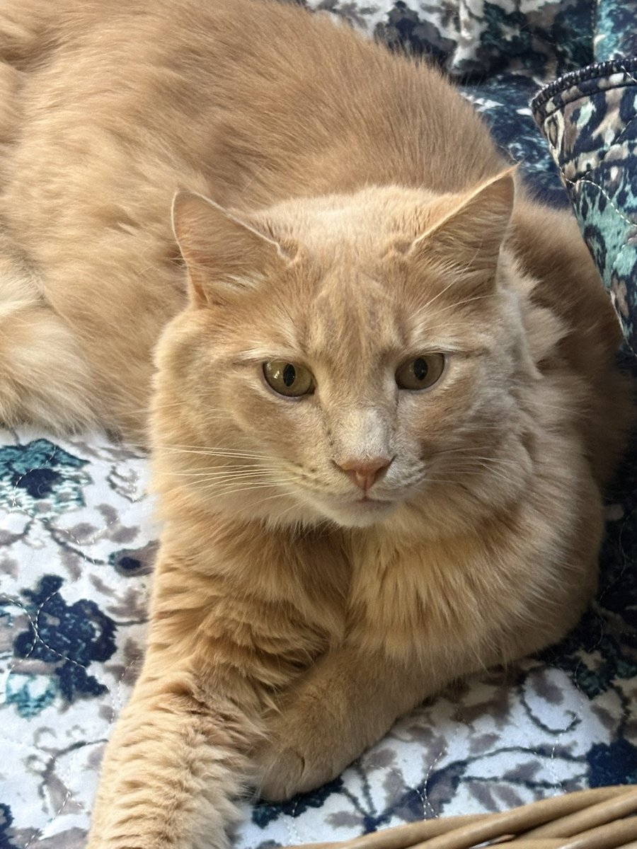 SuzanneDelle's tweet photo. Fraser enjoying his couch. https://t.co/zlpluUehXm