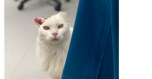 fuyiman's tweet photo. I just voted for Kenzies Kitten Rescue Inc on @MyGivingCircle 🗳️ This Double Votes Weekend, every vote counts DOUBLE toward a share of $500,000 in grants. Takes 30 seconds — will you vote too? 🌍 #VoteForACause" https://t.co/EzFFFX75e2 https://t.co/OVBFuxq0Nf