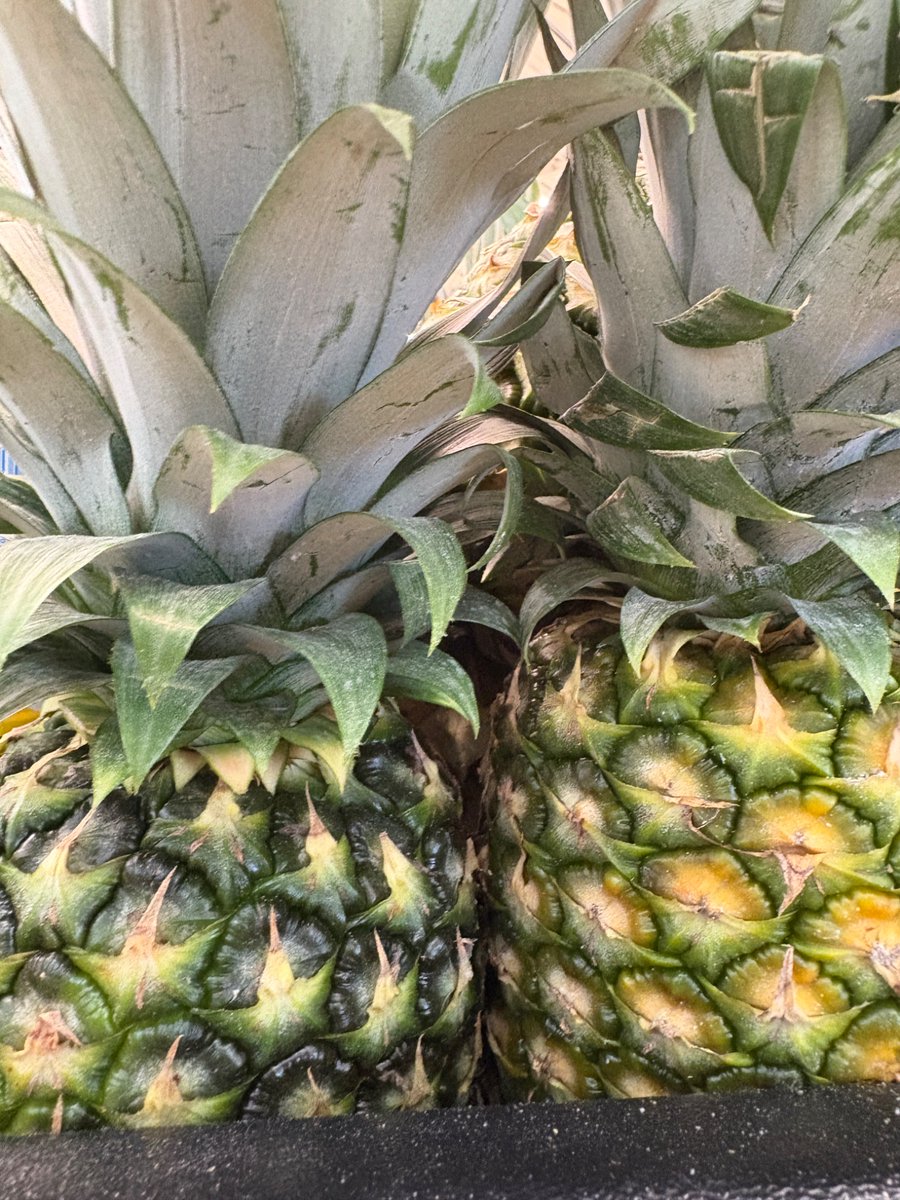 alwayspaterson's tweet photo. Drop a random picture from your gallery 🎲📸

I so enjoy these challenges. I close my eyes, scroll down my camera roll, put a finger down at random, and see what I chose to put in my viewfinder some bygone day.

This pair of pineapples looks quite cosy. https://t.co/K1JxU2w0wB